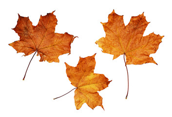 Autumn maple leaves