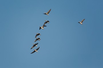 Geese Flying