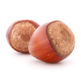 hazelnut or filbert nut isolated on white background cutout