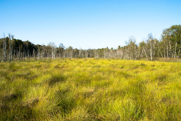 Fototapeta na wymiar horizon of birches with golden meadow