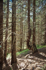 Old forest in the mountains with pine trees