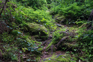 Old forest in the mountains with moss