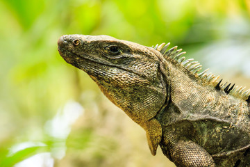Mexican Iguana