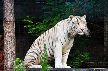 White tiger resting