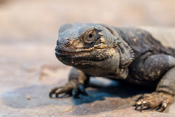 Echse Portrait