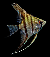 Angelfish (Pterophyllum scalare) isolated on black background