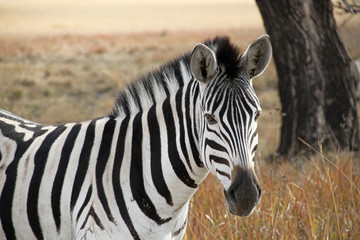 Fototapeta na wymiar The Inquisitive Zebra.