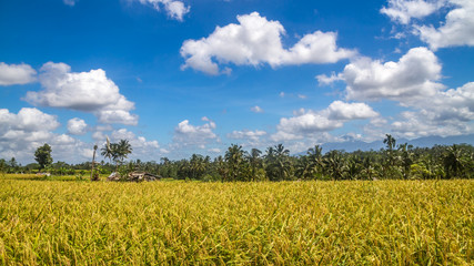 View of rice fields in Bali during a hot spring day near Ubud