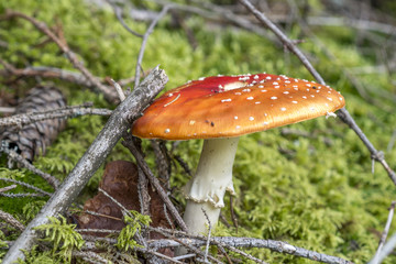 Fly mushroom in forest