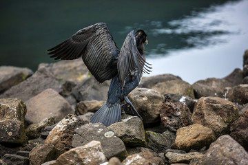 Great Cormorant in Seydisfjordur6