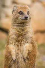Mongoose standing and staring.