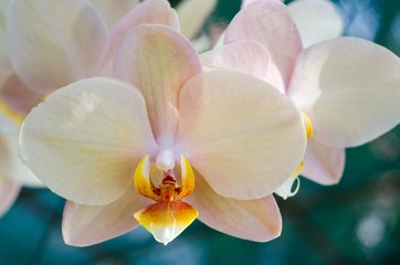 Obraz na płótnie Canvas Close-up Phalaenopsis Orchid
