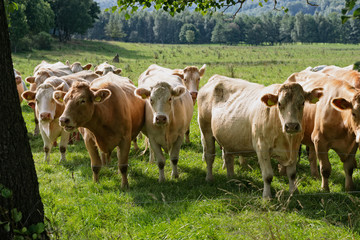 Obraz premium Cows in Field.