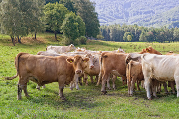 Fototapeta premium Cows in Mountain Meadow.