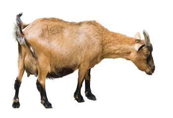 Female farm goat © JackF
