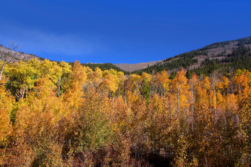 Bright Aspen fall foliage in Colorado
