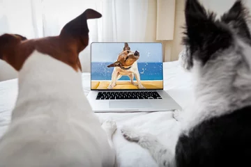Photo sur Plexiglas Chien fou chiens regardant un film