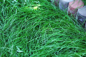 Green grass as background