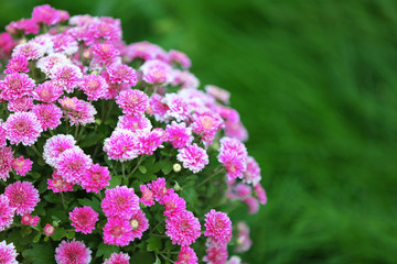 Lilac flowers on green grass background