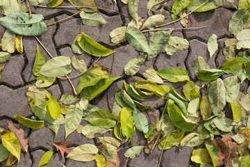 autumn background