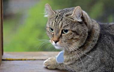 Naklejka premium Highland Lynx cat on Screened Porch