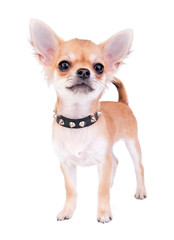Chihuahua puppy portrait with studded collar on white background