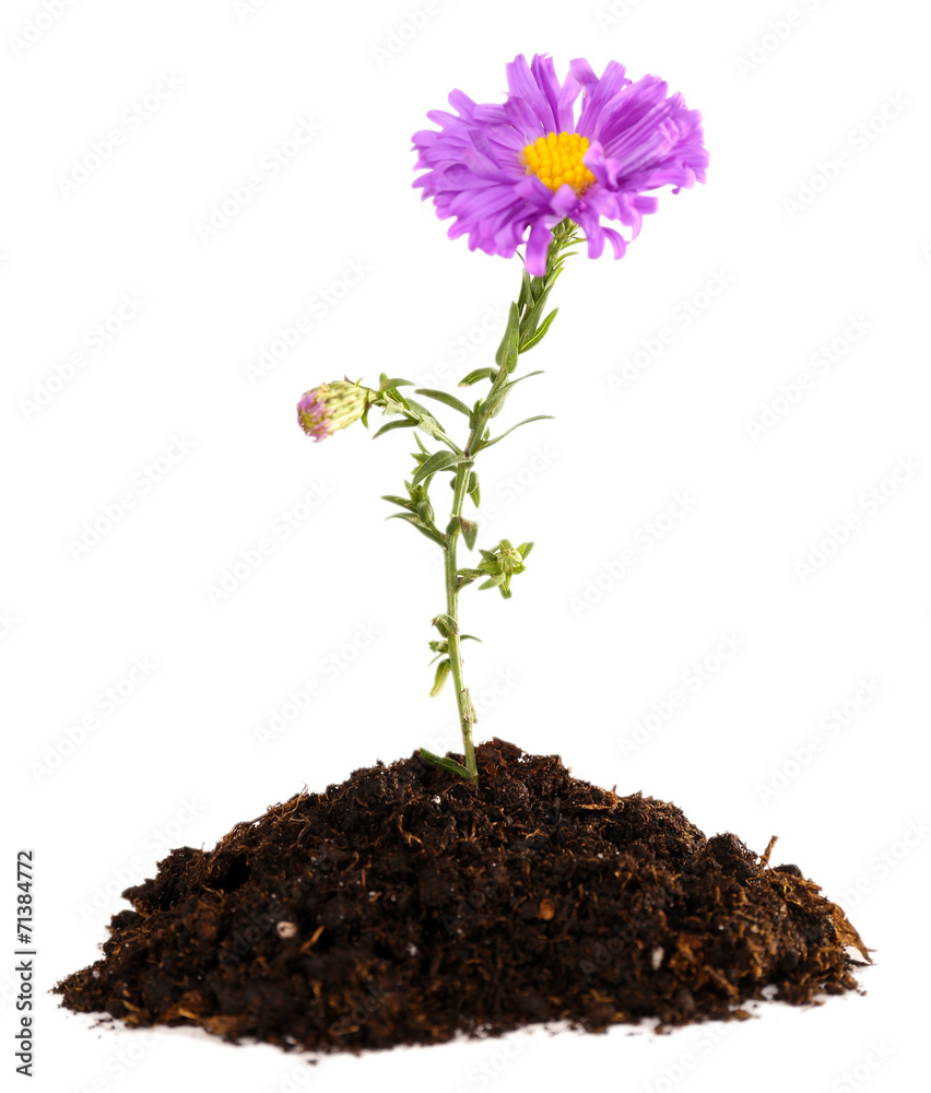 Canvas Prints flower growing from soil isolated on white