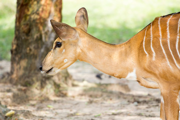 nyala head