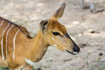 nyala head