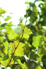 Fototapeta na wymiar Grape leaves and sun beams