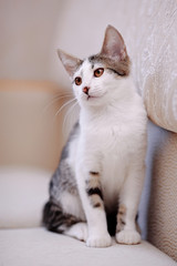 Kitten on a sofa.