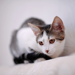 Kitten on a sofa.