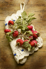 Rosa Canina Hondsroos Hunds-Rose Dog rose mosqueta