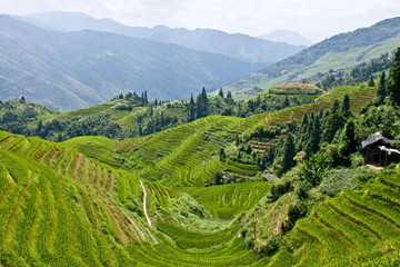 Rice terraces in the mountains.