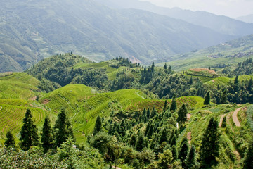 Fototapeta na wymiar Rice terraces in the mountains.