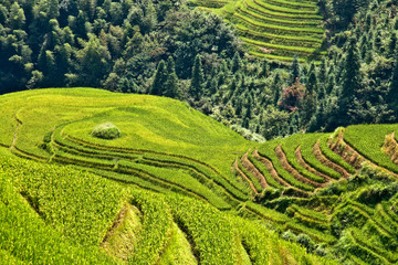 Fototapeta na wymiar Rice terraces in the mountains.