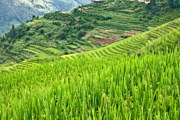 Rice terraces in the mountains.