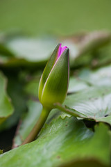 Lotus bud