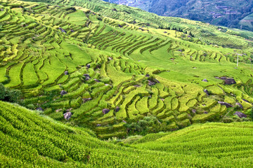 Rice terraces in the mountains.