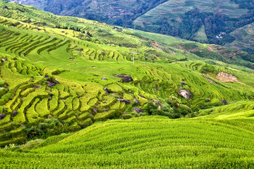 Fototapeta premium Rice terraces in the mountains.