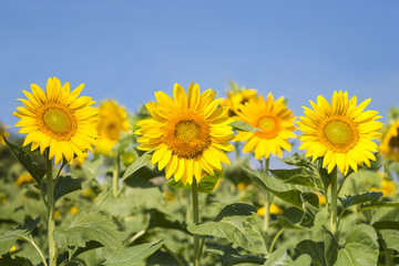 sunflowers blooming background