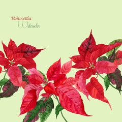 Background  with red poinsettia_3-04