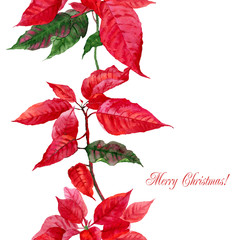 Background  with red poinsettia-09 - 71387124