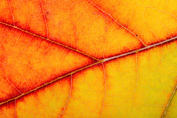 Macro of a red and yellow Oak tree leaf with autumn colors