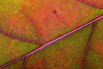 Fototapeta na wymiar Macro of an orange and green Oak tree leaf with autumn colors