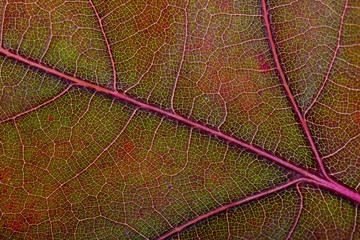 Naklejka na ściany i meble Macro of a purple and brown Oak tree leaf with autumn colors