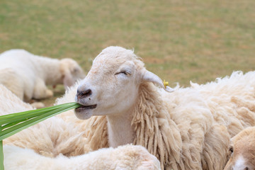Fototapeta premium Sheep farm