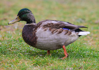 Portrait of a wild duck