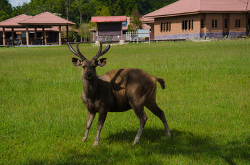 Wild deer in Phu Kradueng National Park, Thailand
