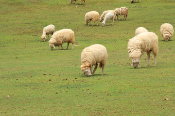 Sheep on the farm, and green grass.